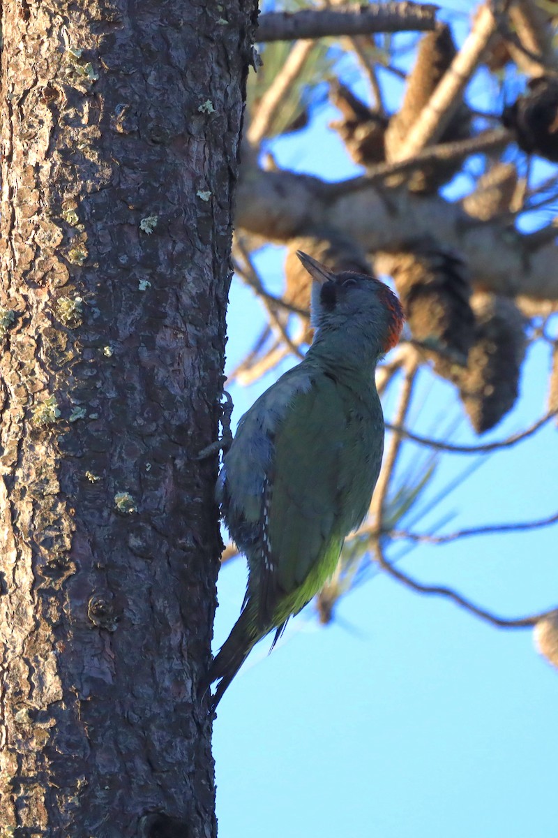 Iberian Green Woodpecker - ML422593651