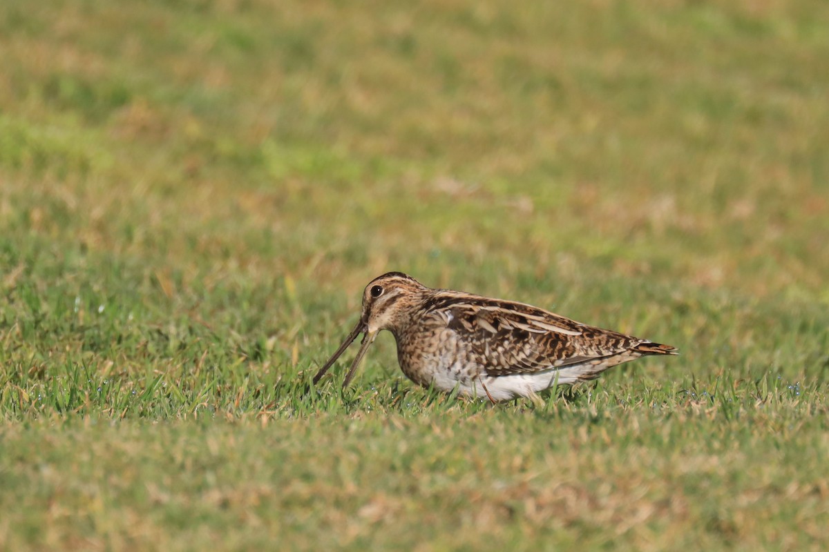 Common Snipe - ML422593751