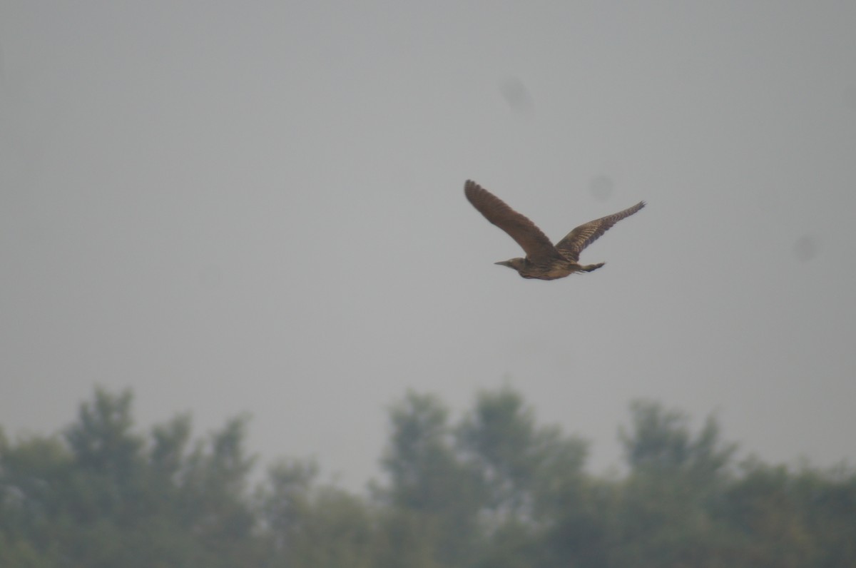 Great Bittern - ML42259391