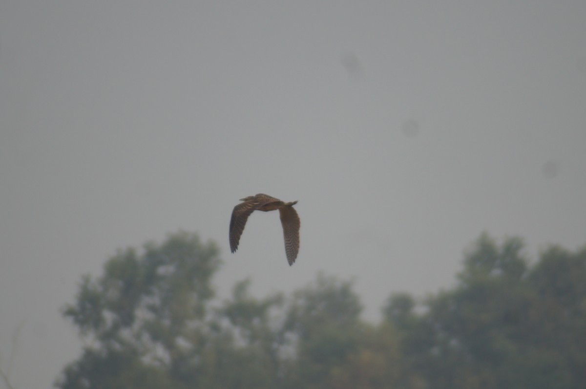 Great Bittern - ML42259411