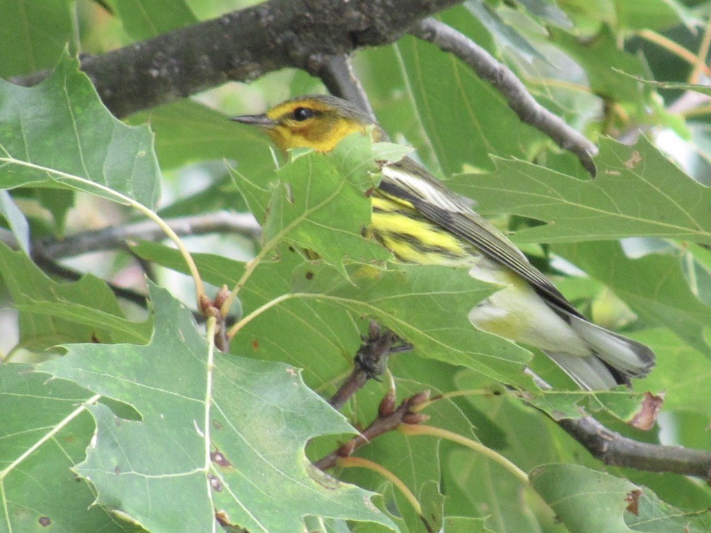 Cape May Warbler - ML422594411