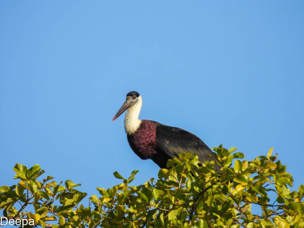 Asian Woolly-necked Stork - Deepa Wimalasena