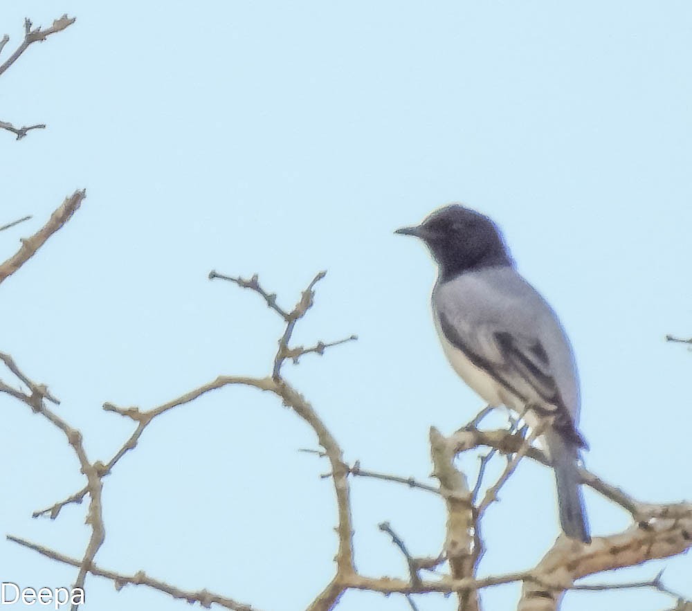 Black-headed Cuckooshrike - Deepa Wimalasena