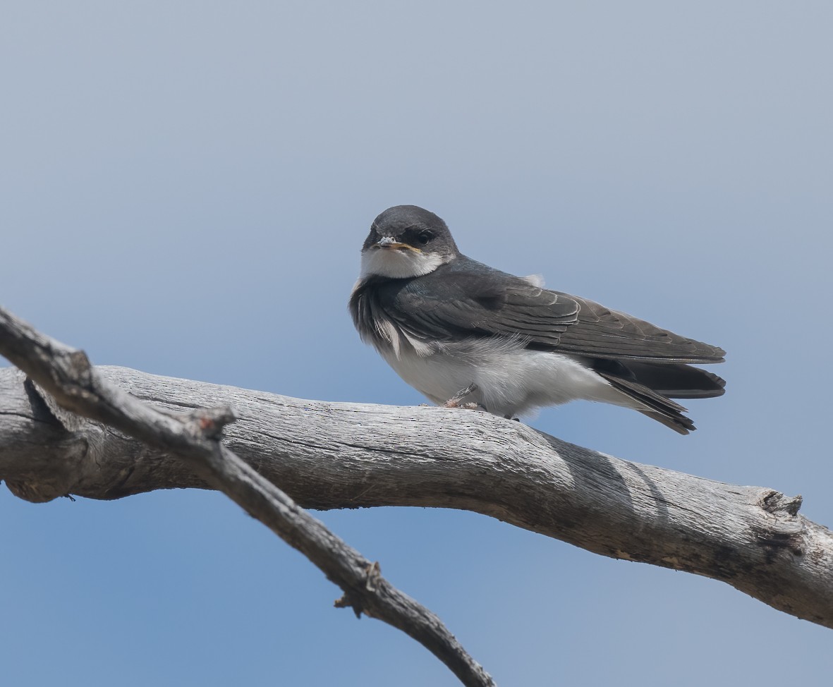 Blue-and-white Swallow (patagonica) - Luis R Figueroa