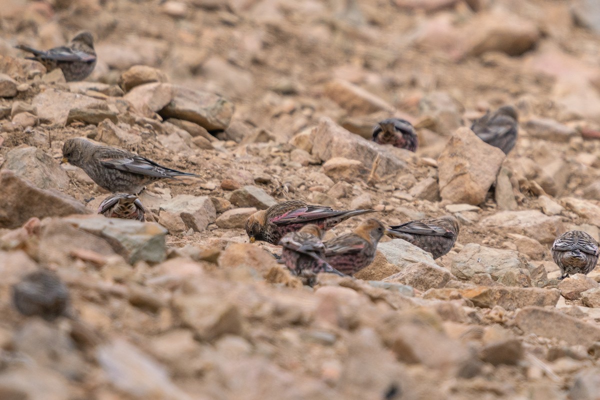 Asian Rosy-Finch - ML422596031