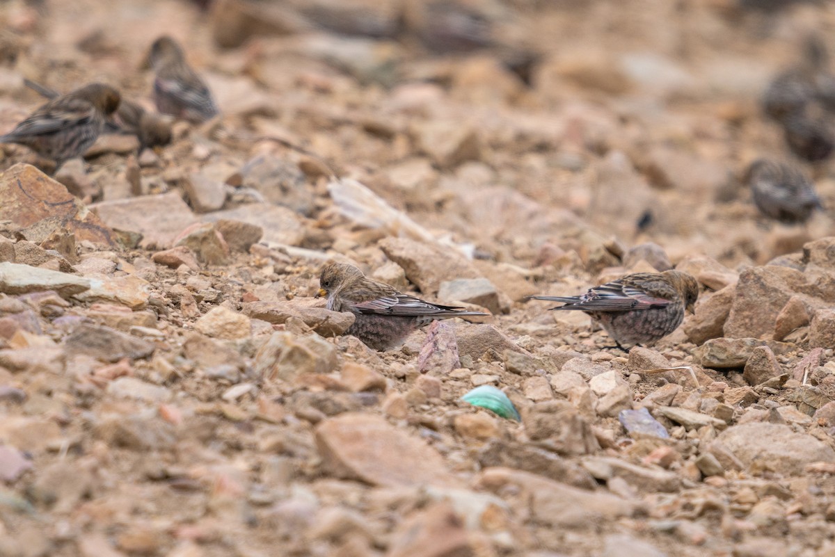 Asian Rosy-Finch - ML422596051