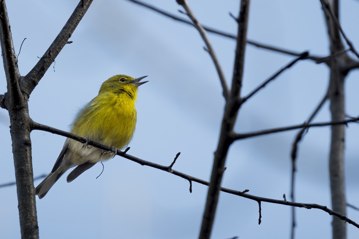 Pine Warbler - ML422596541