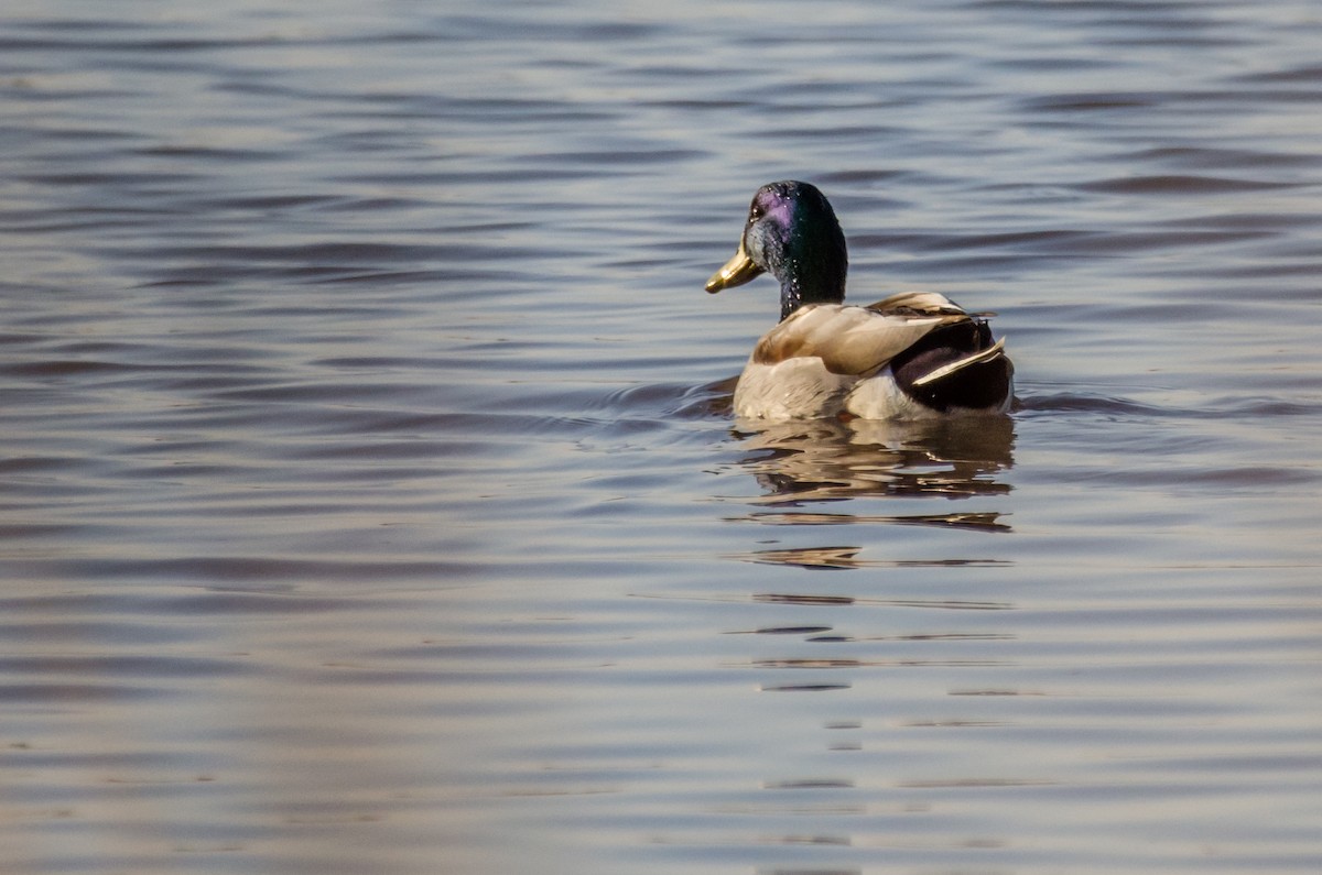 Mallard - ML422596881