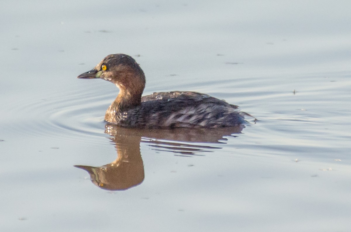 Little Grebe - ML422596891