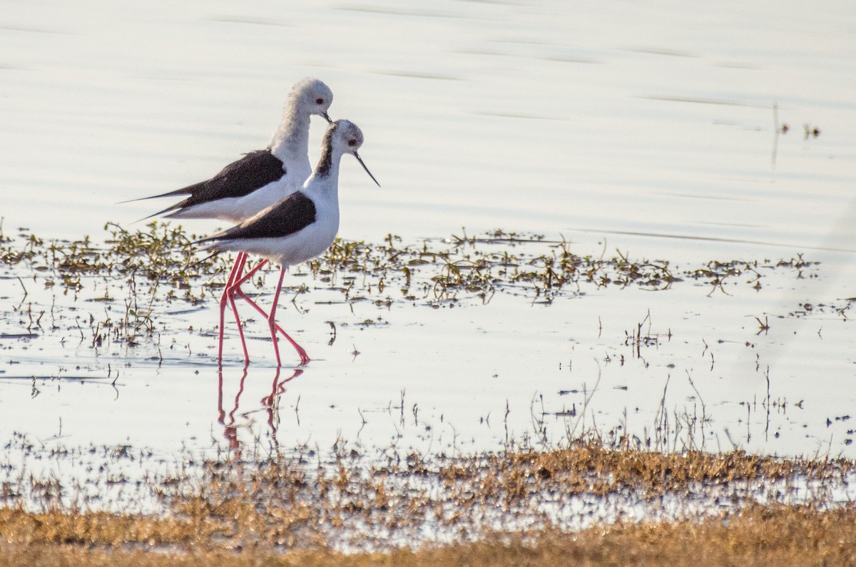 Black-winged Stilt - ML422596941