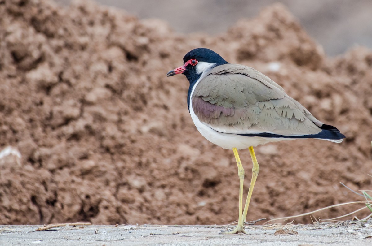 Red-wattled Lapwing - ML422597011