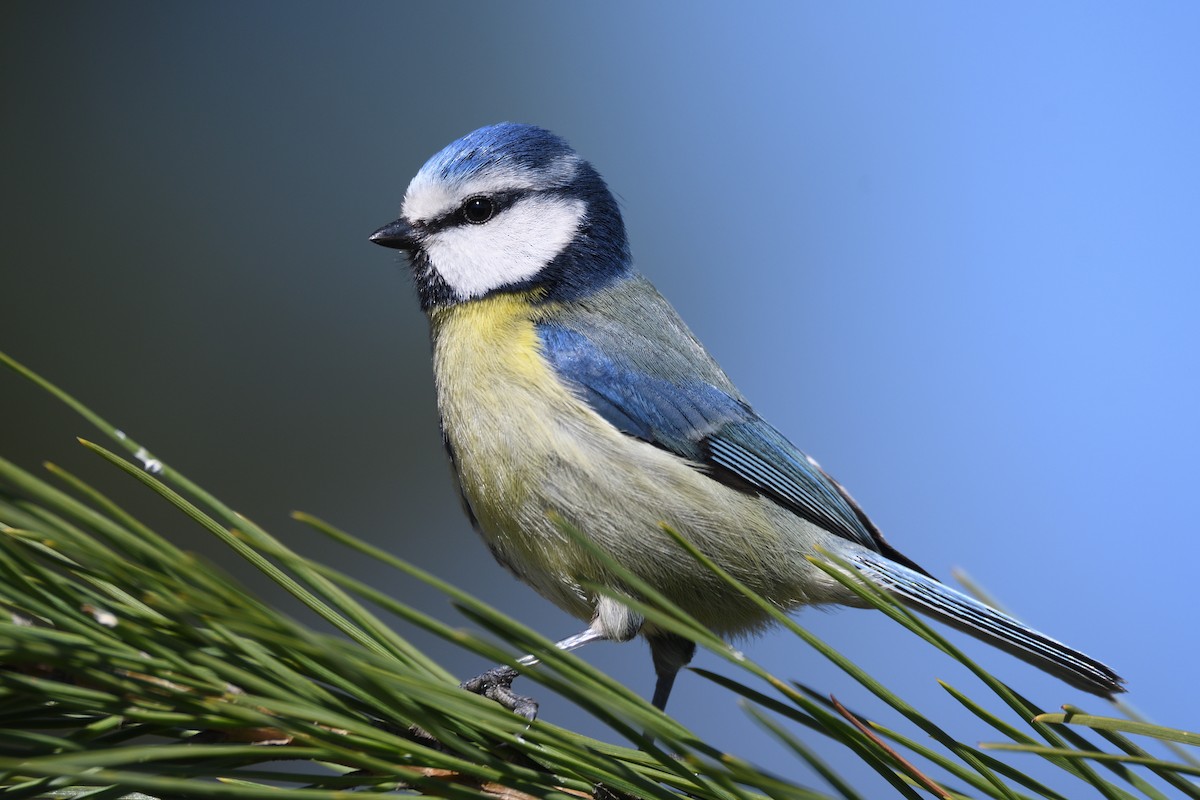 Eurasian Blue Tit - ML422597121