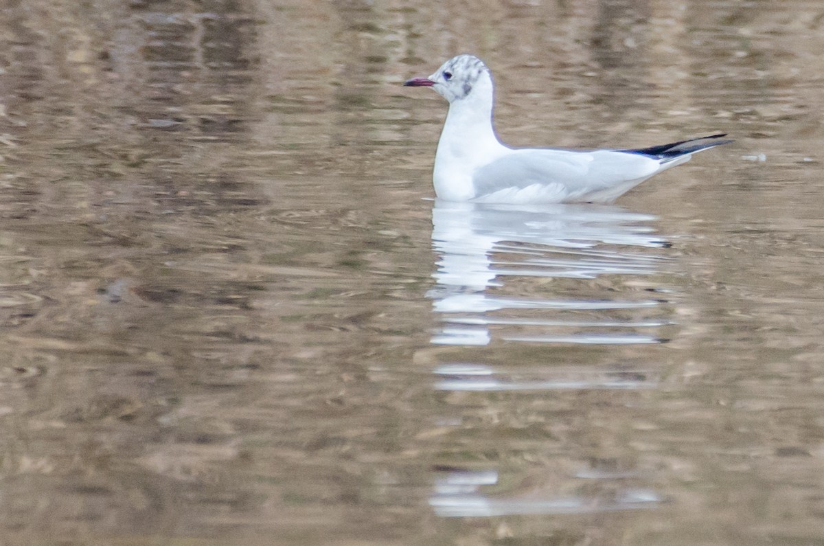 Mouette rieuse - ML422597191