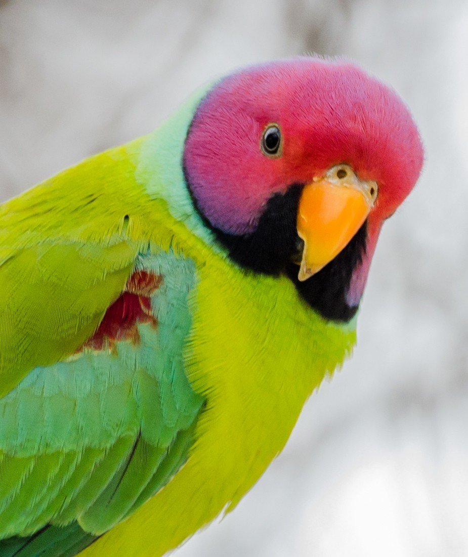 Plum-headed Parakeet - ML422597321