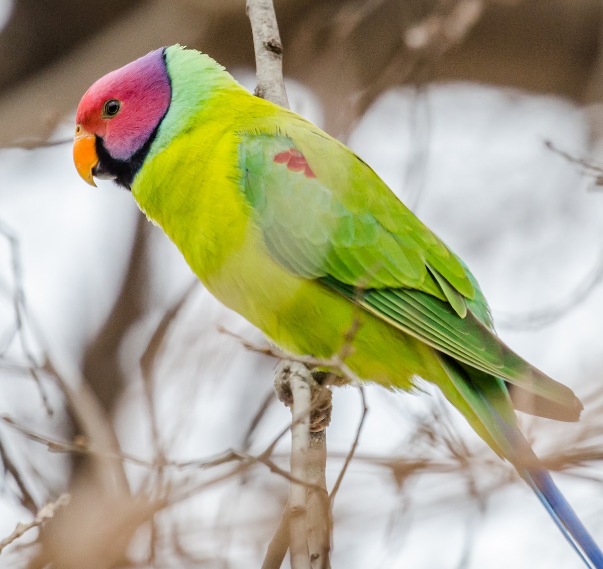Plum-headed Parakeet - ML422597351