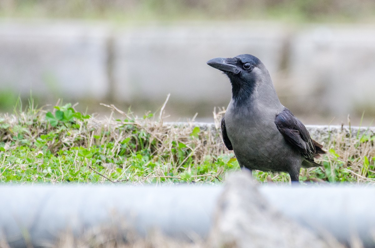 Corbeau familier - ML422597371