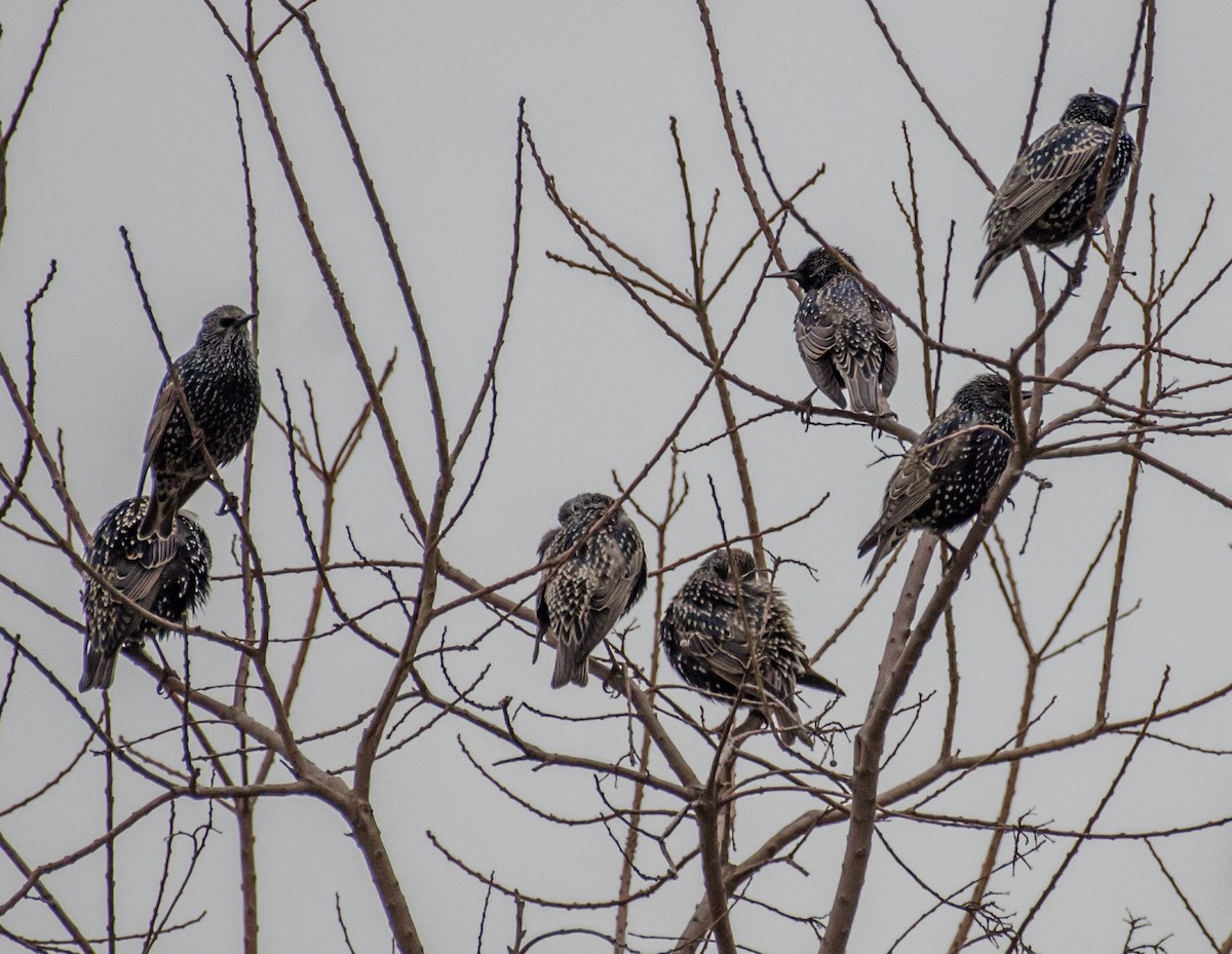 European Starling - ML422597411