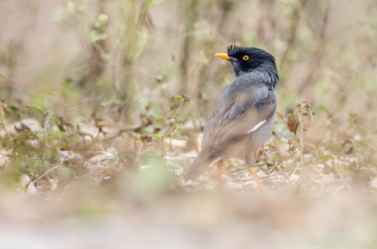 Jungle Myna - ML422597451