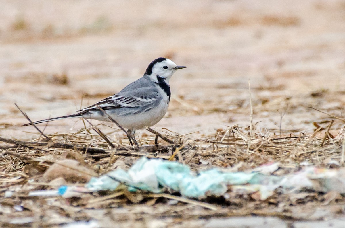 White Wagtail - ML422597511