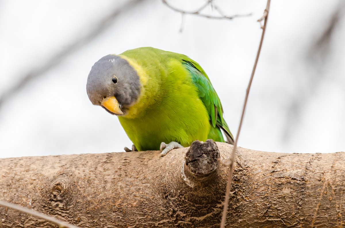 Plum-headed Parakeet - ML422597521