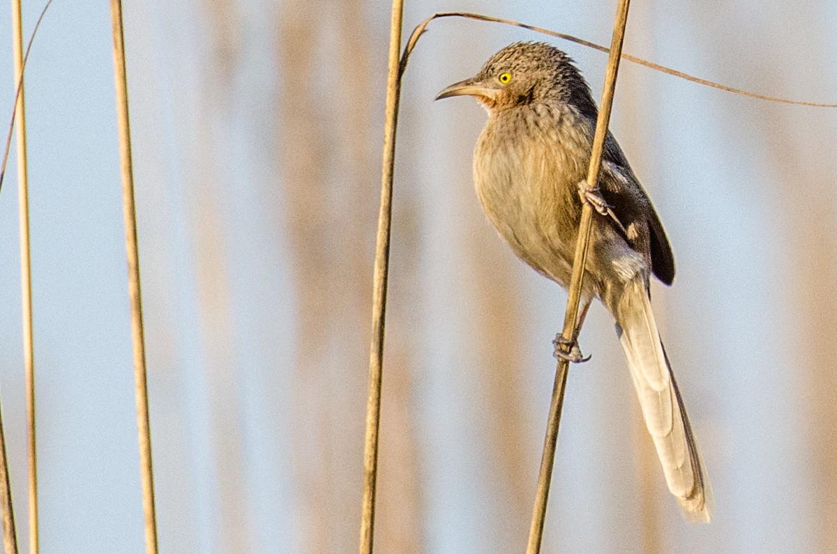 Striated Babbler - ML422597531