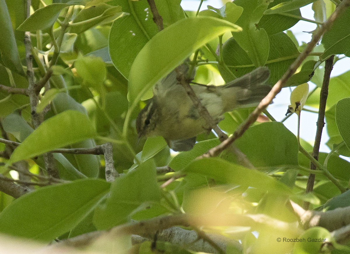 Tytler's Leaf Warbler - ML422598611