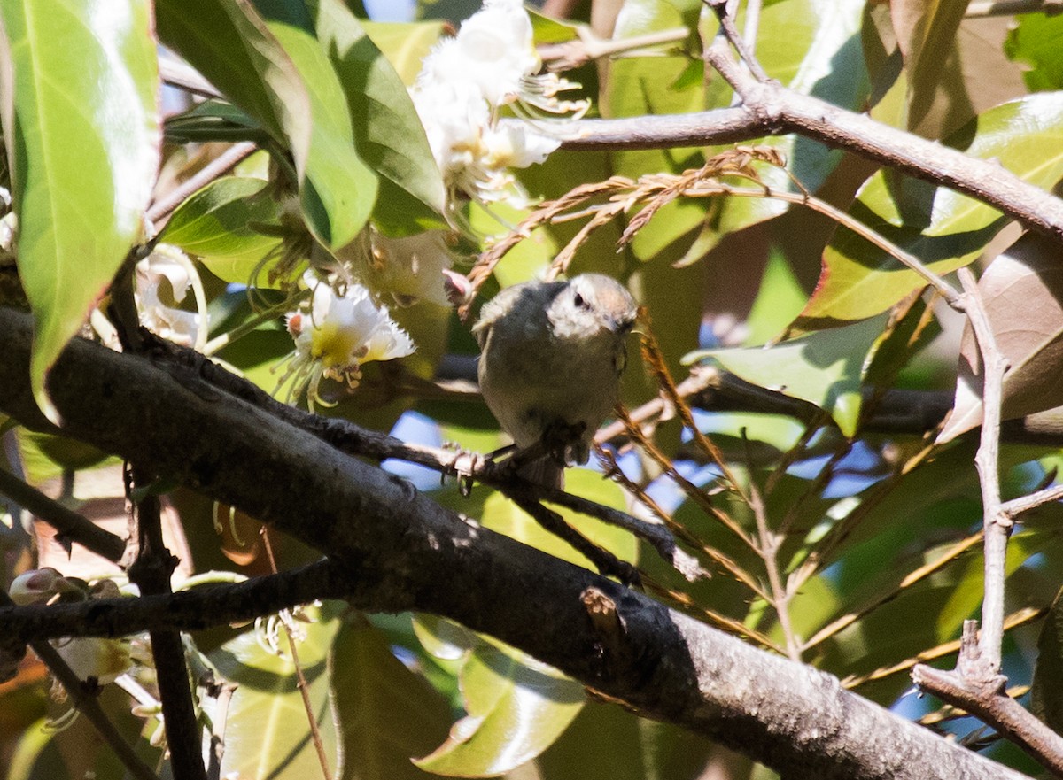 Tytler's Leaf Warbler - ML422598651