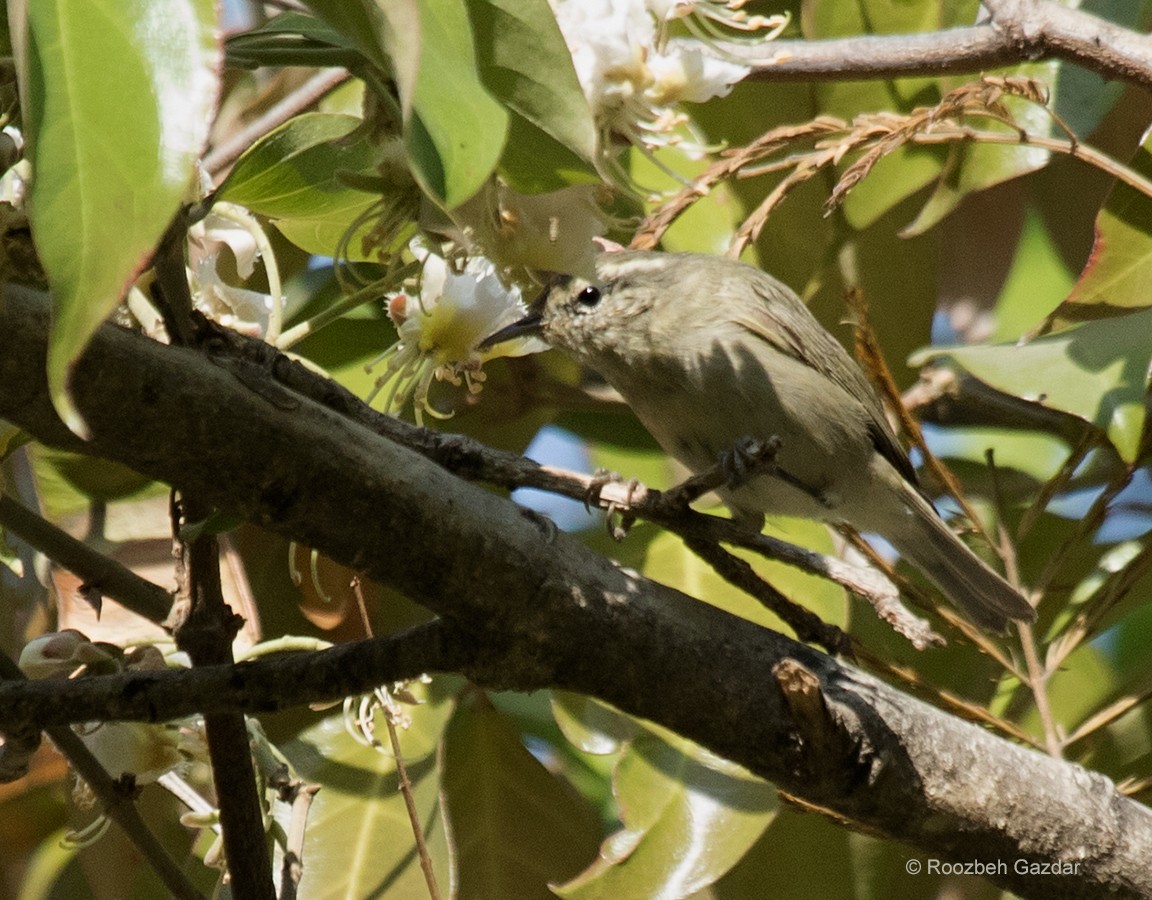 Tytler's Leaf Warbler - ML422598751