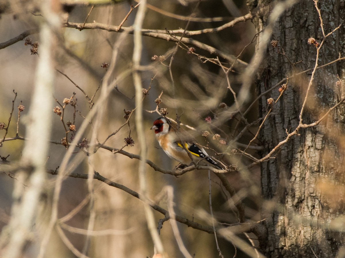 European Goldfinch - ML422599111