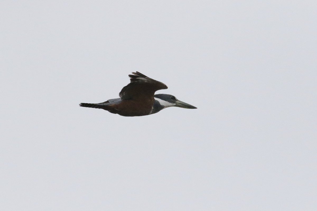 Ringed Kingfisher - ML422601931