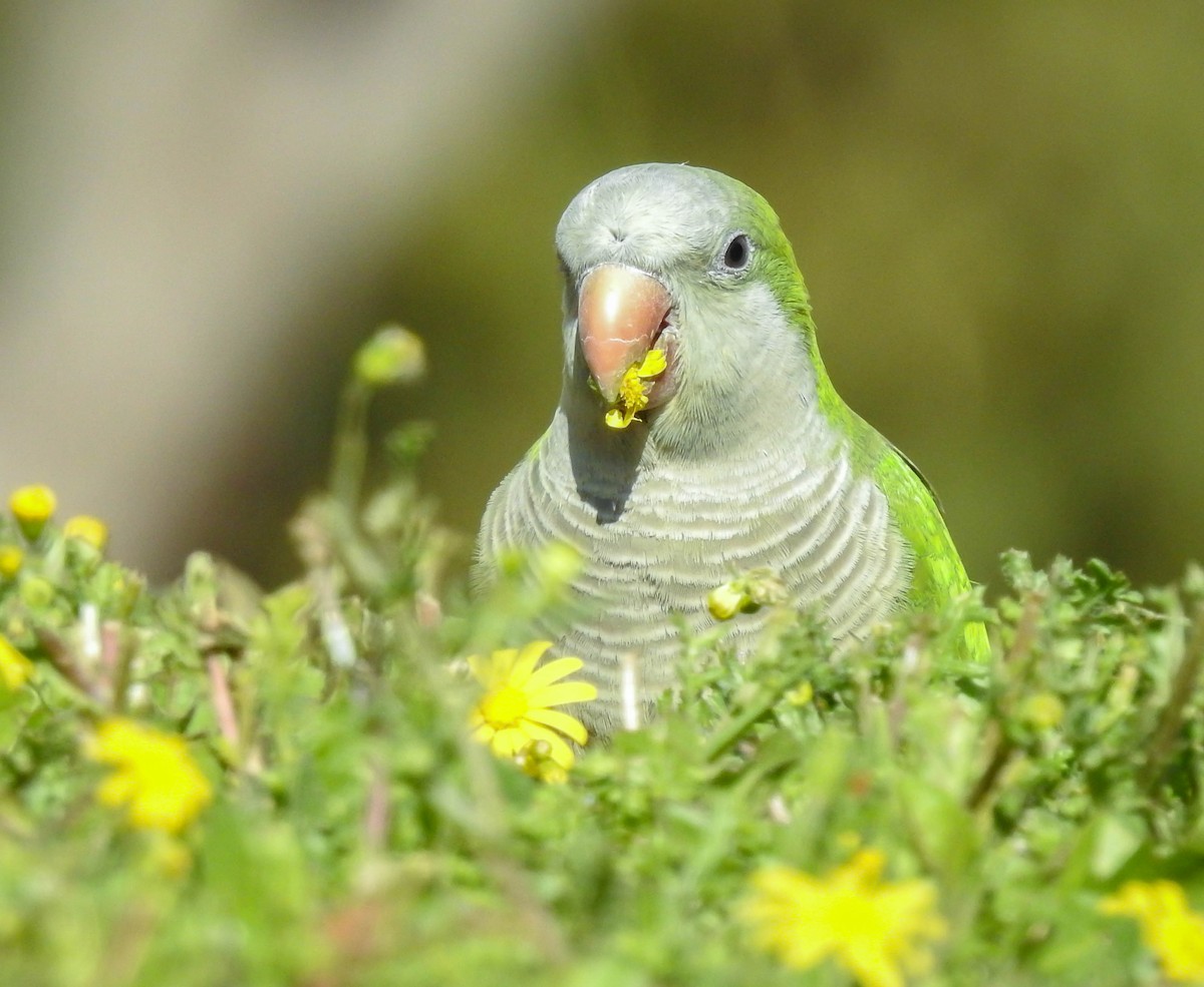 Monk Parakeet - ML422603421