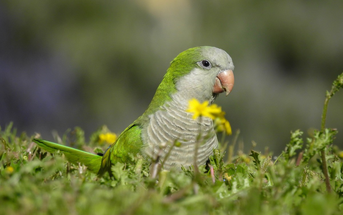 Monk Parakeet - ML422603431