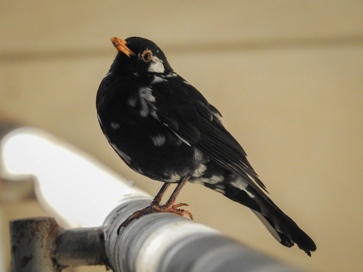 Eurasian Blackbird - ML422603461