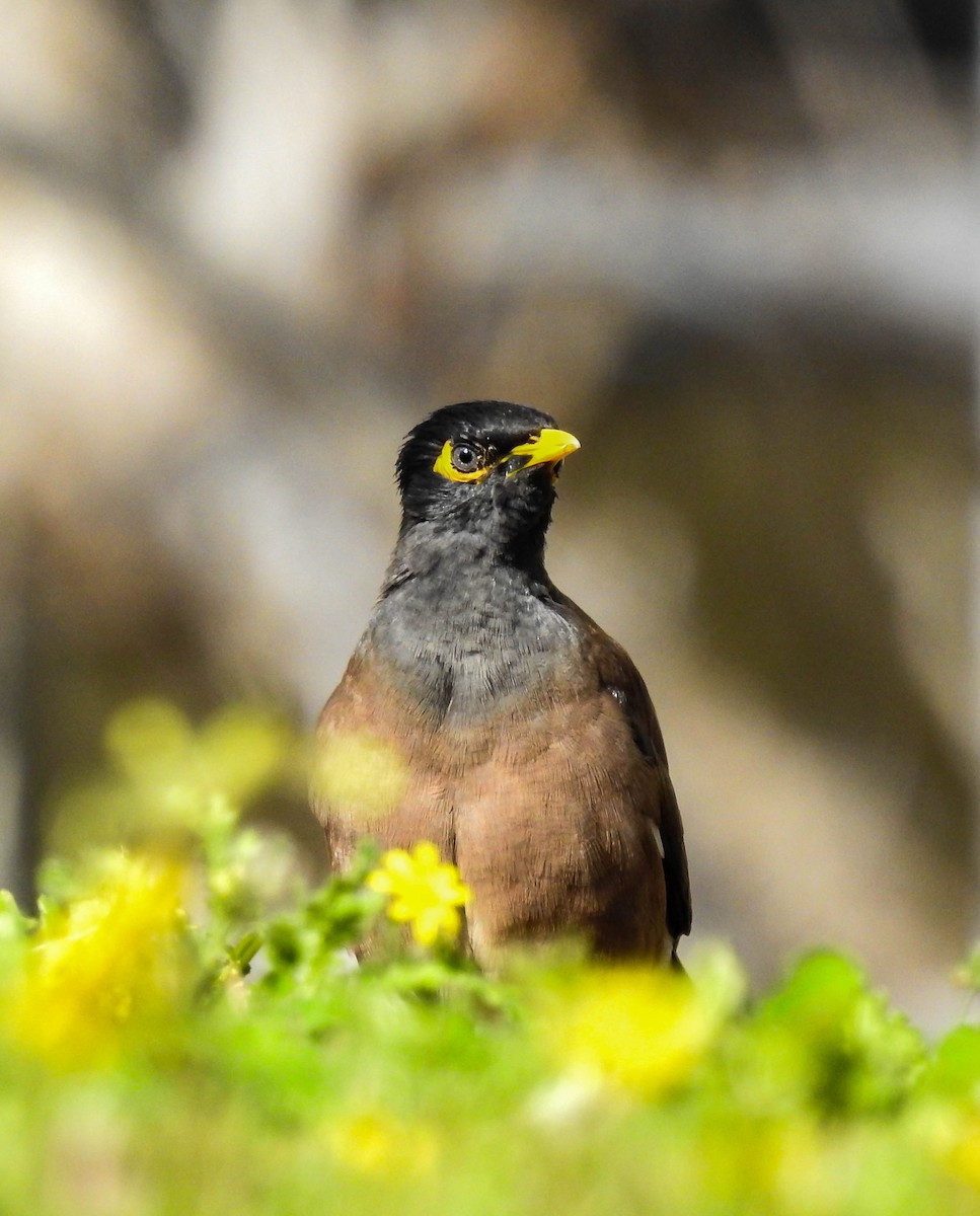 Common Myna - ML422603671