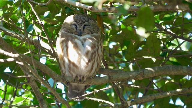 Northern Saw-whet Owl - ML422604131