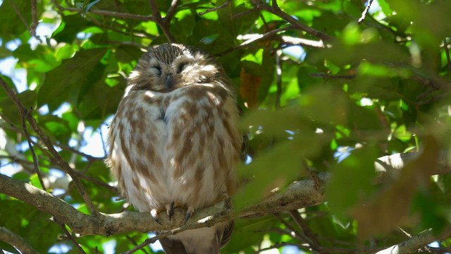 Northern Saw-whet Owl - ML422604261