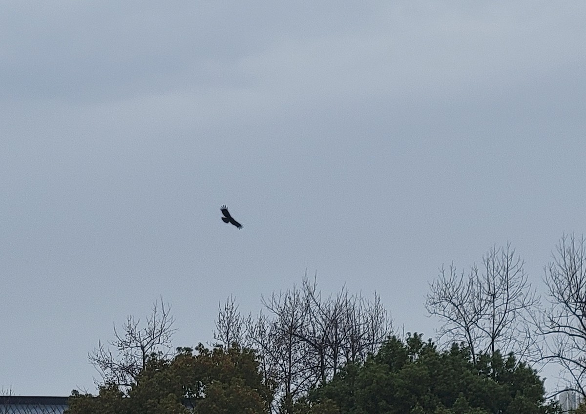 svartørn - ML422606301