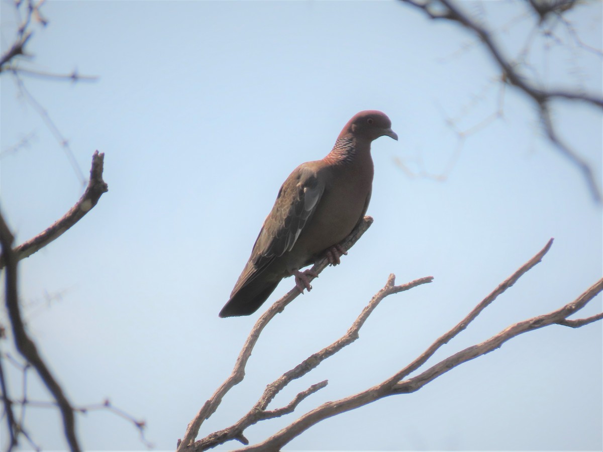 Picazuro Pigeon - ML422606601