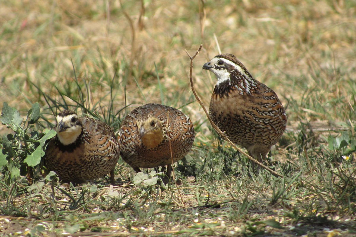 Northern Bobwhite - ML422607301