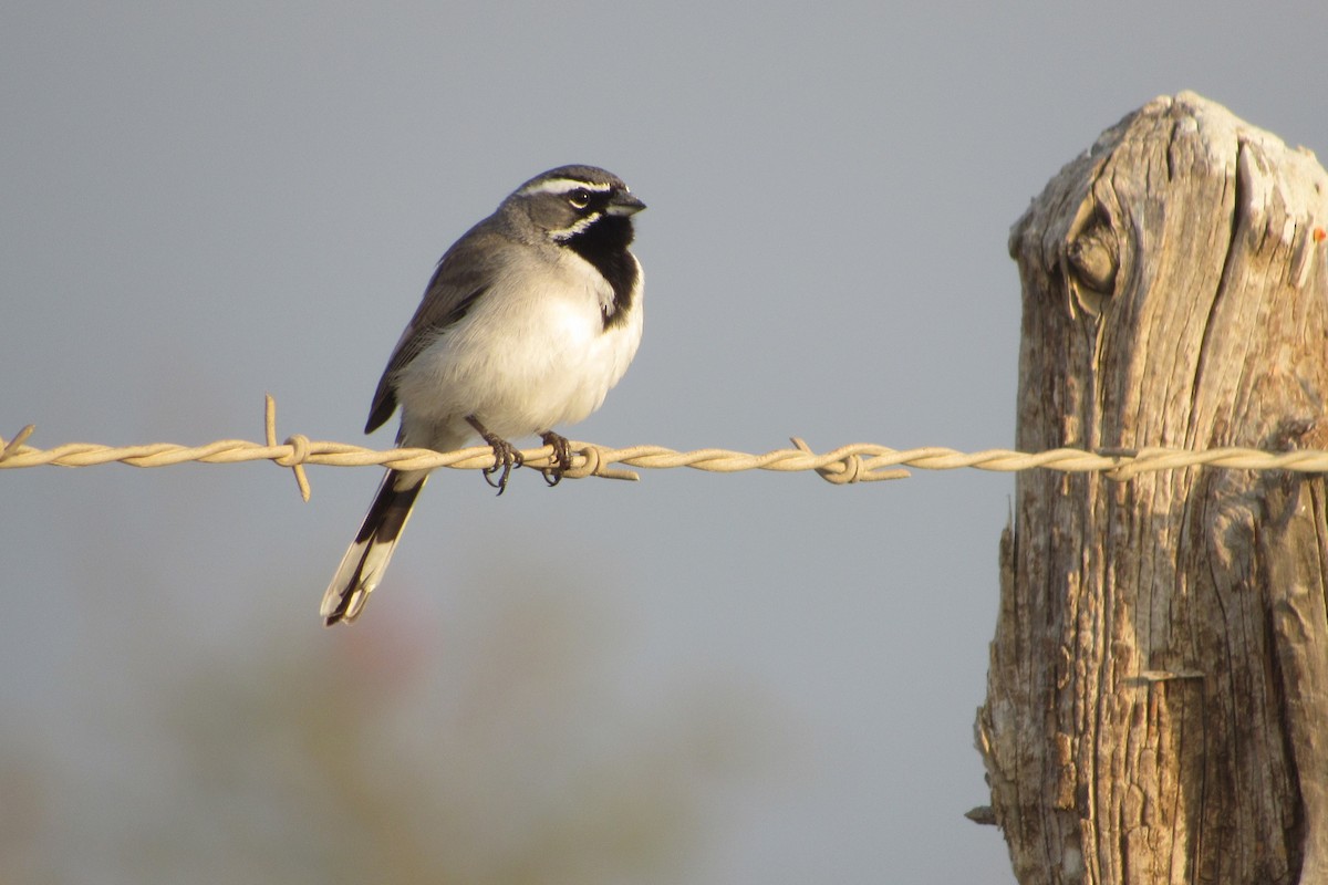 Black-throated Sparrow - ML422607401