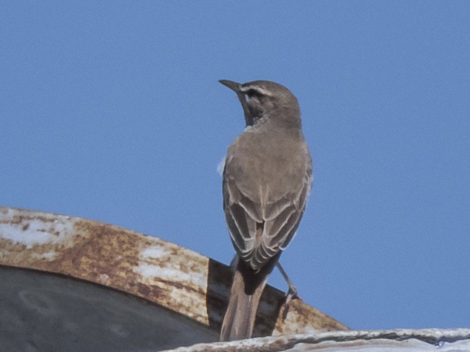 hekkskvett - ML422607931