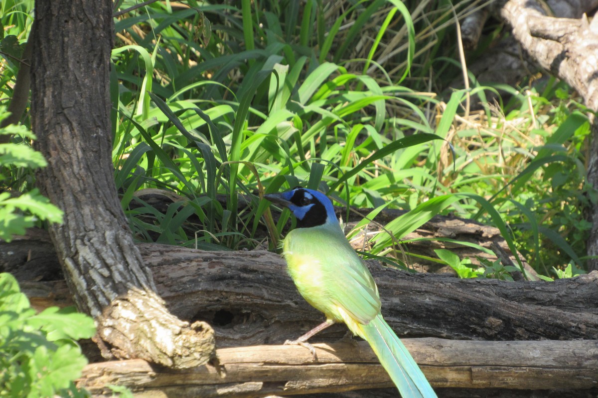 Green Jay - ML422607971