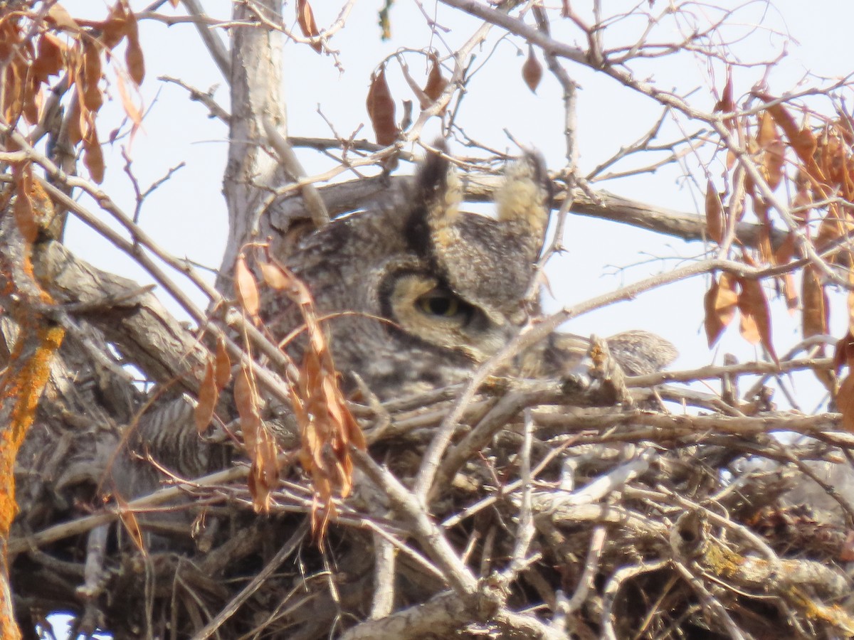 Great Horned Owl - ML422607991