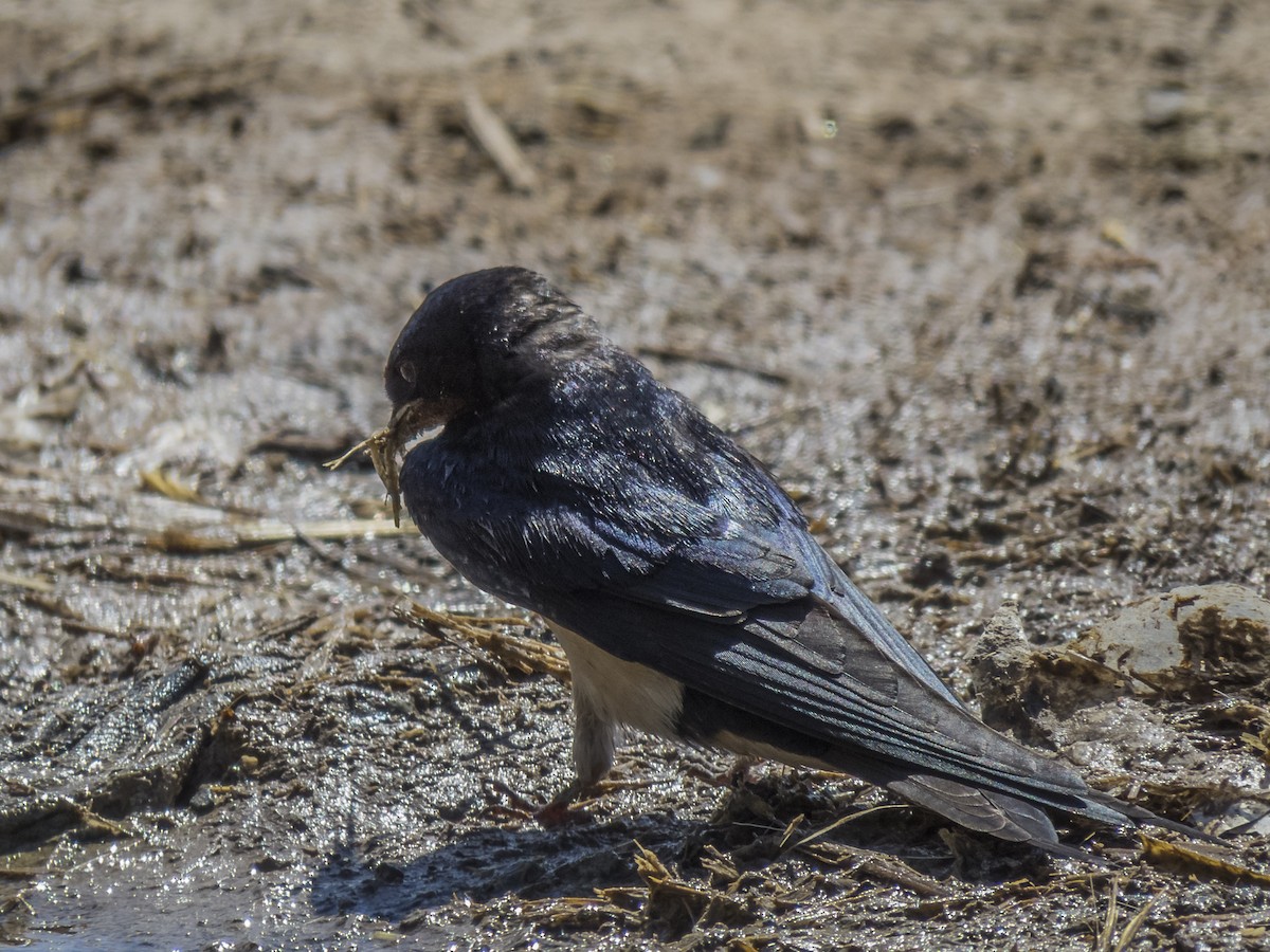 låvesvale - ML422608001