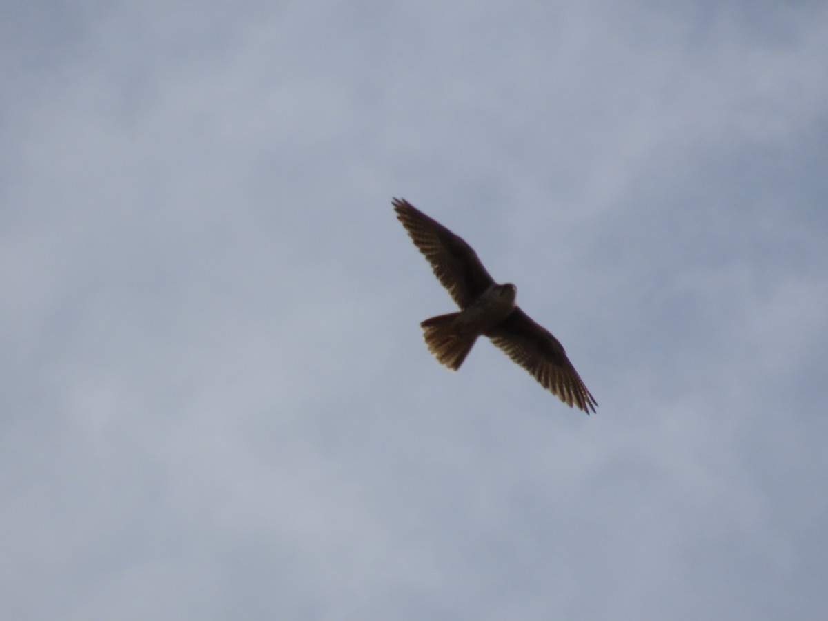 Prairie Falcon - ML422608061