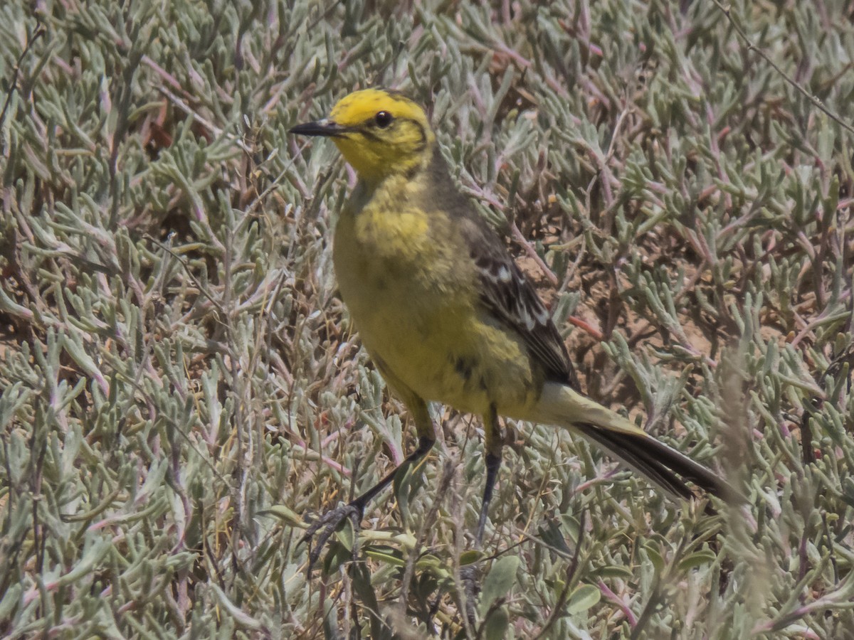 sitronerle - ML422608331