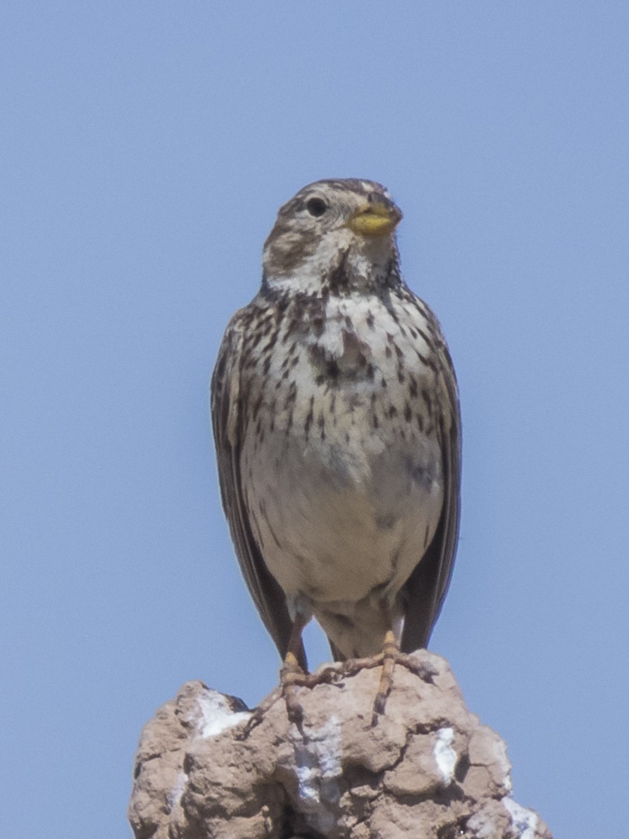 kornspurv - ML422608441