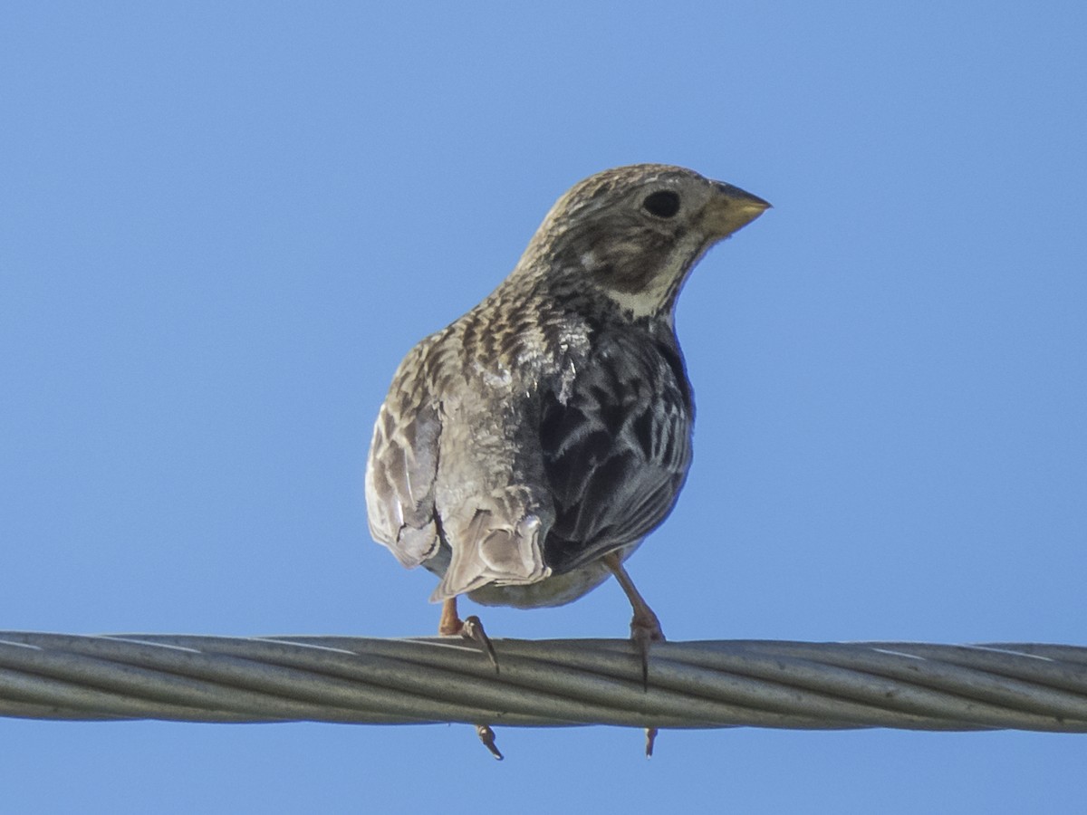 kornspurv - ML422608451