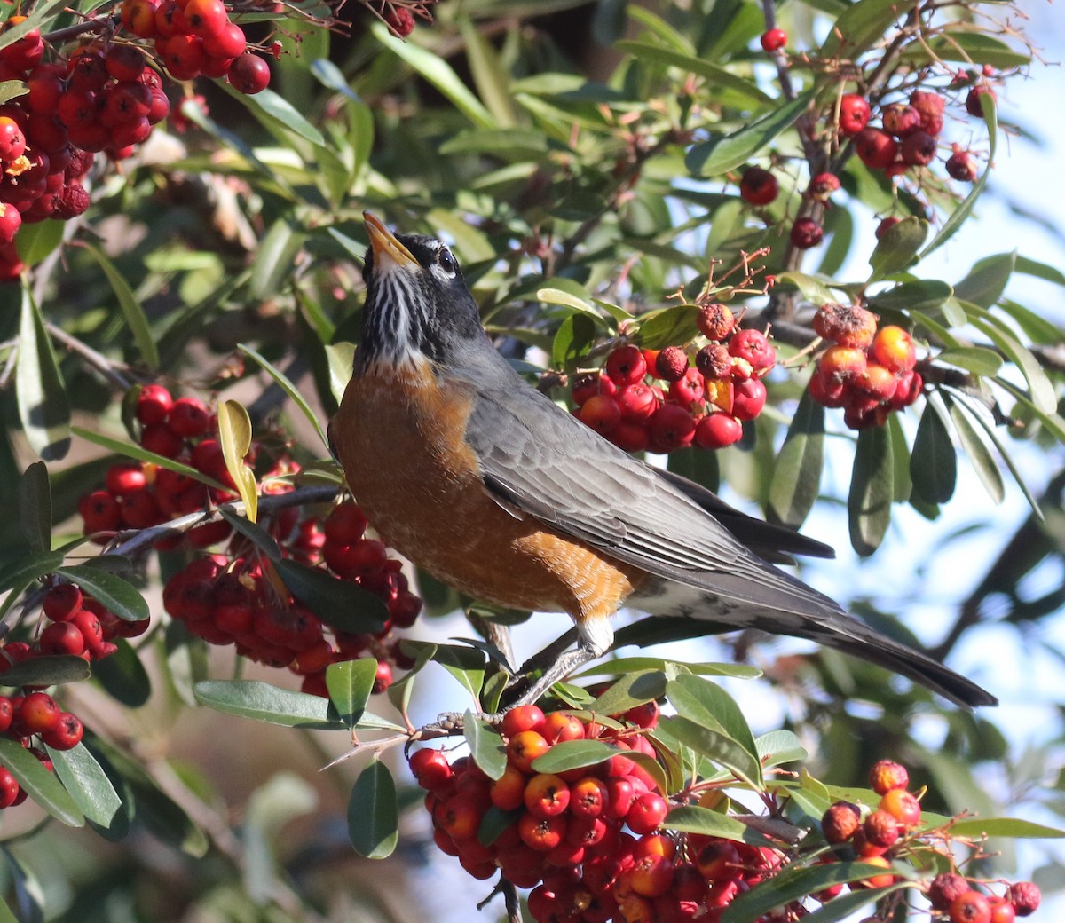 American Robin - ML422608641
