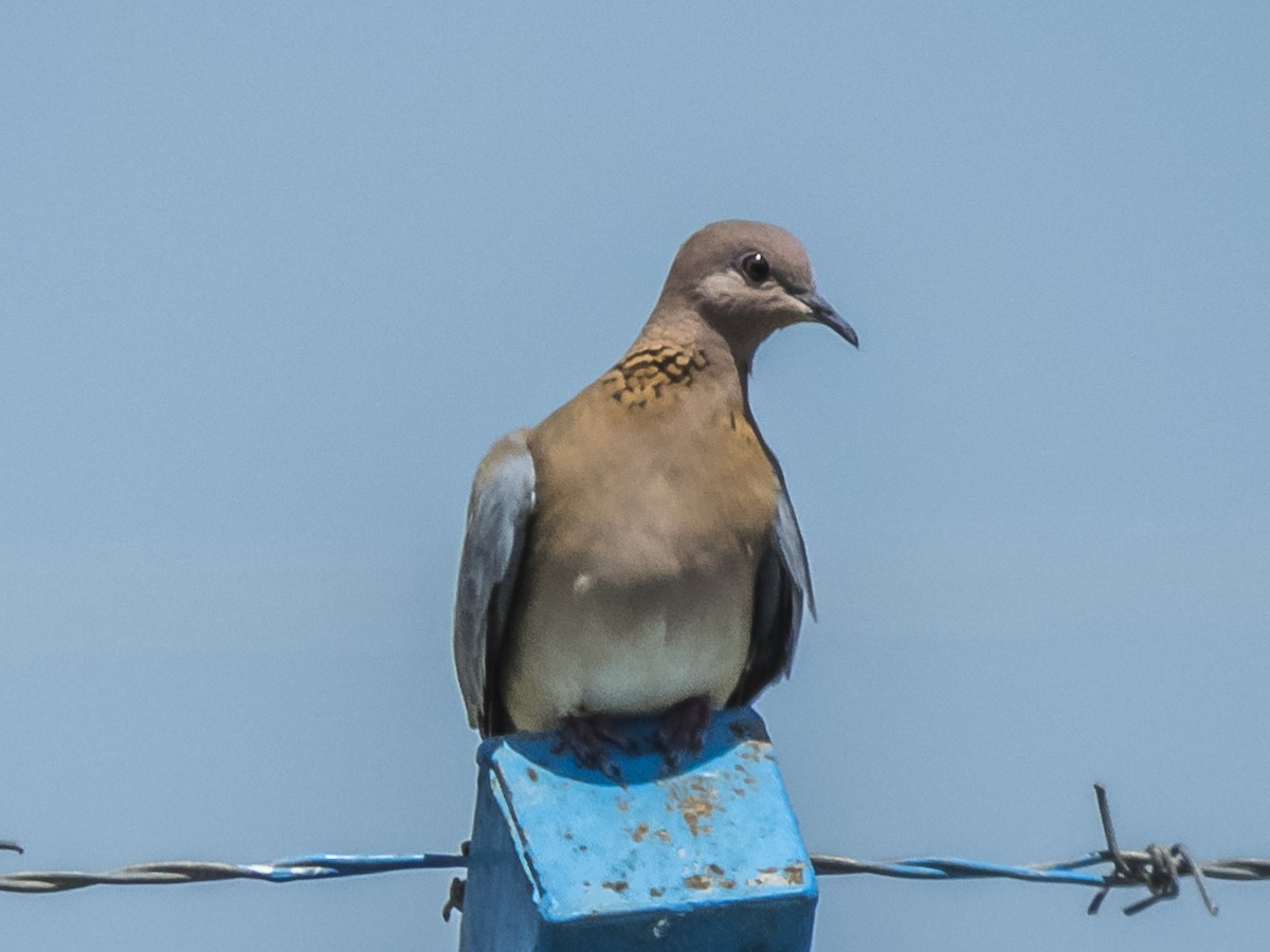 palmedue - ML422608841